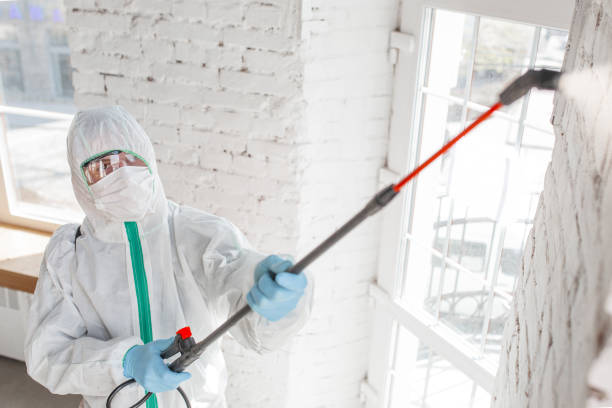 Best Mold Odor Removal Services  in Capac, MI