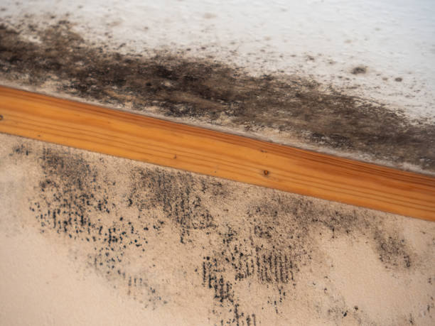 Reliable Capac, MI Mold Removal Solutions