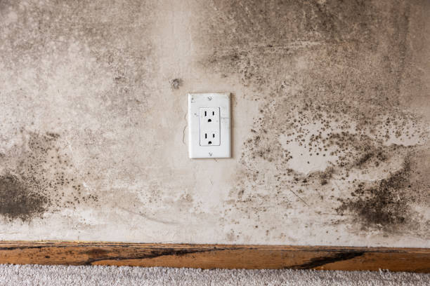 Best Mold Remediation for Vacation Homes  in Capac, MI
