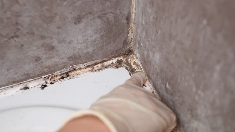Best Commercial Mold Inspection  in Capac, MI