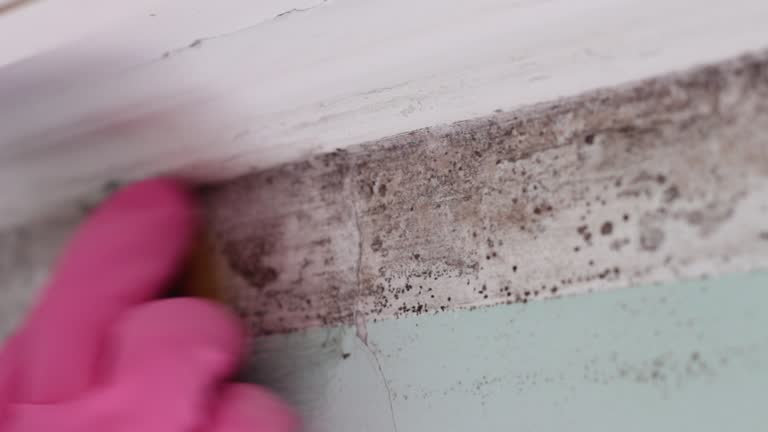 Mold Remediation for Vacation Homes in Capac, MI